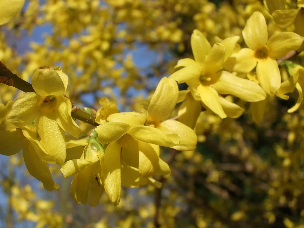 FLORICULTURA